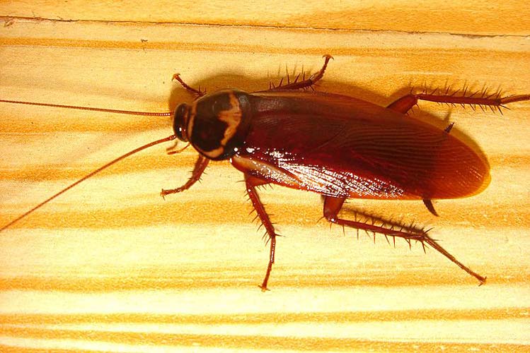 Conheça os insetos, artrópodes de seis patas - Fotos - UOL Educação