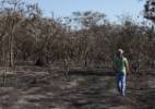 Incêndio na USP de Ribeirão destrói parte do único banco genético de árvores nativas do país - Fabiana Palmeira Fragoso/Reprodução