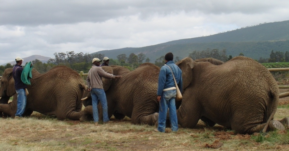 Addo Elephant National Park é um dos santuários de elefantes e está situado a 72 km da cidade de Porto Elizabeth. Inaugurado em 1931, abriga também rinocerontes, búfalos e antílopes.